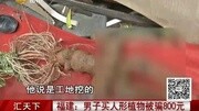 男子买人形植物被骗800元资讯完整版视频在线观看爱奇艺