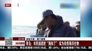 青岛:市民组团挖＂海知了”实为珍贵海洋生物资讯搜索最新资讯爱奇艺