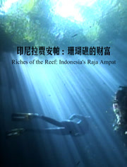 印尼拉贾安帕：珊瑚礁的财富