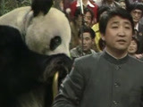 国宝大熊猫首登春晚舞台