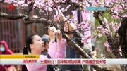 无锡阳山:百年桃树结硕果 产城融合创天地资讯高清正版视频在线观看–爱奇艺