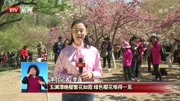 玉渊潭晚樱繁花如霞 绿色樱花难得一见资讯高清正版视频在线观看–爱奇艺