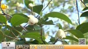 本溪:＂植物活化石＂天女木兰花含差绽放资讯搜索最新资讯爱奇艺