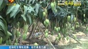 宏保旺生物免疫膜:给芒果美个颜资讯搜索最新资讯爱奇艺