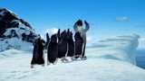 波波带着阿德兰企鹅在雪地里跳踢踏舞