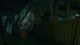 真实恐怖片！八吨大的鳄鱼出现在你家门！！！