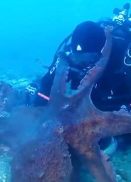 潜水员靠近章鱼拍摄,不料被章鱼缠住脖子,这时候该怎麼办?