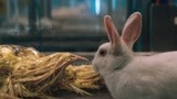 毒液：美女科学家拿兔子做毒液宿主的试验品？   兔兔害怕！