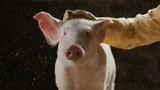 猪猪竟然在牛奶里面洗澡 猪年的猪果然这么幸福