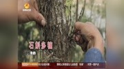 有一种草药长在树上 是真的吗?资讯搜索最新资讯爱奇艺