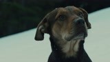 一条狗的回家路：流浪的贝拉救了雪崩下伤员，得到了善良的新主人