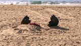 5分钟看完美国科幻片《沙子怪物》，景点海滩变成怪物掠食地