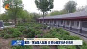 廊坊:花如海人如潮 自然公园赏牡丹正当时资讯高清正版视频在线观看–爱奇艺