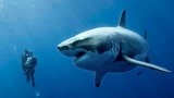 鲨海：少女铁笼观鲨，结果被困海底，如何脱身？