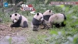 锋味：大熊猫吃竹子姿势实在太销魂了，锋哥都看不下去