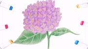 顏色鮮艷的紫陽花，看上去超漂亮