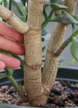 用老花友的方法养玉树,根系发达起来,成老桩