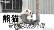 熊猫在雪地撒欢精选大合集生活高清正版视频在线观看–爱奇艺