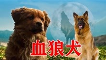 3分钟看完《血狼犬》