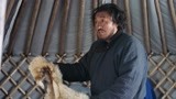 《国家孩子》朝鲁生火做饭把蒙古包点着了 被哈图大叔一顿揍