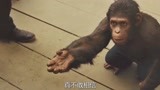 猩球崛起：博士带小猩猩来森林里玩，得到允许后高兴坏了！