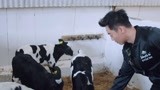 《慢游全世界》花絮：郑恺三人上线喂小牛 小奶牛简直不要太治愈