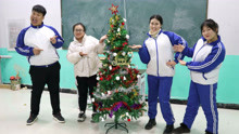 老师带来圣诞树