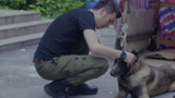 战狼犬：微笑发现被五花大绑，不喊不叫，机智脱离狗贩子视线！
