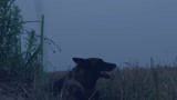 战狼犬：狗狗被人拐走，幸好它聪明，及时挣脱逃一命！
