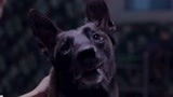 战狼犬：微笑在基地和狗打架，大获全胜咬伤众狗，惹上大麻烦！