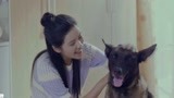 战狼犬：狼犬真懂事，还知道与女主人握手，这一幕怎能不爱！