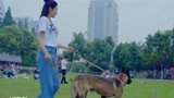 战狼犬：李旭帆初识流浪狗，看其可怜，买来最豪华的狗粮！