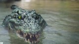 巨鳄岛：美女天然水池洗澡，不料水里有巨鳄，渣男独自逃跑！