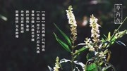 《【草药传】中国首部中草药知识片,从采摘到炮制的分享》第20200312期第一集:白背枫,来自云南少数民族药方分享纪录片完整版视频在线观看爱奇...