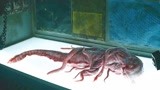 解说《深海异兽》：钻井惊醒深海巨兽，6人被困海底艰难求生