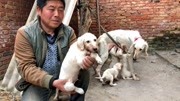 猎犬“始祖”中华细犬,以前是皇家打猎专用,特点是耐力好还护主原创完整版视频在线观看爱奇艺