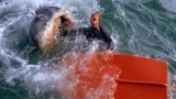大白鲨：众人海边嬉戏，鲨鱼却突然闯入，场面一片混乱