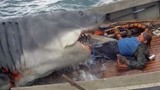 大白鲨：大鲨鱼跃出水面，一张嘴竟连船长都被活吞了！
