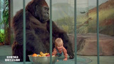 小鬼当街：笨贼团伙想宝宝偷走，哪知猩猩一怒，直接将他拍飞！