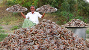 实拍：看看印度最传统“油焖大虾”，邻居都被馋哭了！