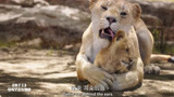 狮子王：狮子妈妈用舌头帮小辛巴洗澡，太有爱了，母爱太伟大了