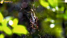 蜘蛛捕食蜻蜓：欢迎来上网，不要钱，要命