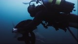 深海狂鲨3：大伙潜入深海，这的状况看上去一切安好