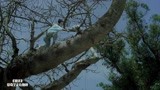 狼牙：卢靖姗敷面膜爬树，差点摔成残废，幸好有吴京公主抱