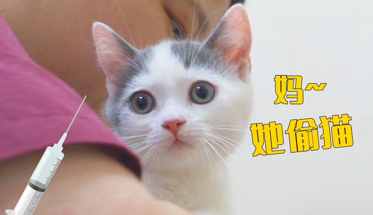 小奶猫去打针，因为长相讨喜，差点被医生偷走！ 生活视频 免费在线观看 爱奇艺 0536