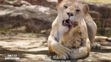 狮子王：狮子妈妈用舌头帮小辛巴洗澡，太有爱了！妈妈太伟大了！