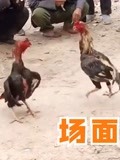 场面凶狠2只斗鸡在地面上互相争斗战况焦灼不断结局亮了