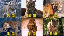 盘点六个国家的老虎，哪个才是百兽之王？中国东北虎一吼太霸气了