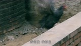 喜临门：一筐鸡蛋见人品，自家鸡跑别人家，大嫂趁机欺负老实妯娌
