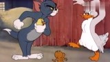 猫和老鼠：汤姆猫动画片中最倒霉主角没有之一了，连鸭子多欺负它